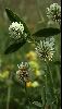 <em>Trifolium montanum</em>